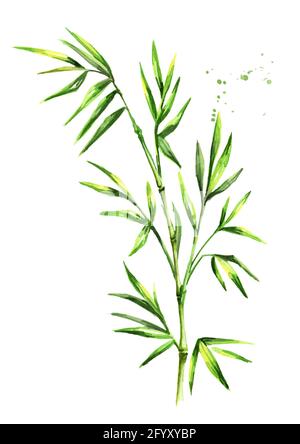 Grüne Bambusstämme und -Blätter. Aquarell handgezeichnete Illustration, isoliert auf weißem Hintergrund Stockfoto