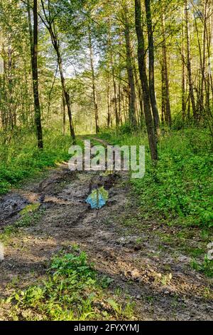 Die Forststraße führt durch das grüne Dickicht des Frühlingswaldes und auf ihr Pfützen mit reflektierendem Himmel. Polen im Mai.Vertikale Ansicht Stockfoto
