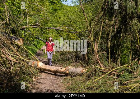 Ein Wanderweg, der von einem umgestürzten Baum blockiert wurde, wurde restauriert, sodass Radfahrer ihn nicht mehr nutzen können. Heimbach, Deutschland Stockfoto