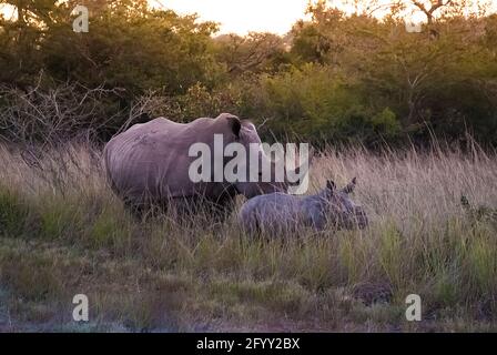 Morher und Kalb, weißes Nashorn, Krüger-Nationalpark, Südafrika. Stockfoto