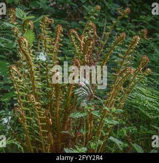 Waldfarn (Dryopteris erythrosora) wächst wild in einem natürlichen Wald Stockfoto