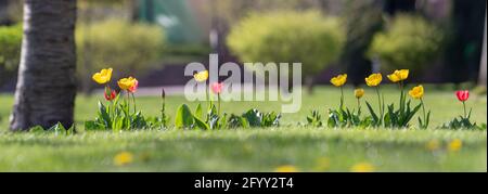 Panorama von bunten Tulpen im Garten. Blühende Frühlingsblumen in der Sonne. Stockfoto