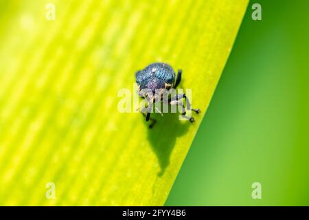 Ein Käfer, Larinus sturnus, auf einem Blatt im Garten Stockfoto