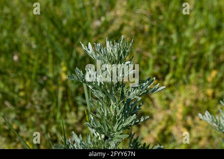 Wermut Blätter auf einem dunklen Hintergrund, schöne grüne Wermut für den Hintergrund, elegante Feldpflanze. Artemisia absinthium , Absinth Wermut schließen Stockfoto