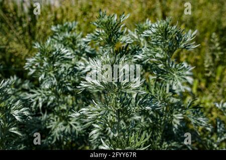 Wermut Blätter auf einem dunklen Hintergrund, schöne grüne Wermut für den Hintergrund, elegante Feldpflanze. Artemisia absinthium , Absinth Wermut schließen Stockfoto