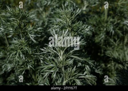 Wermut Blätter auf einem dunklen Hintergrund, schöne grüne Wermut für den Hintergrund, elegante Feldpflanze. Artemisia absinthium , Absinth Wermut schließen Stockfoto