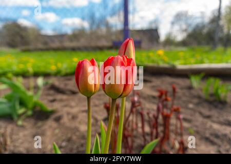 Rot-orange Tulpen wachsen in den Hinterhofbetten Stockfoto