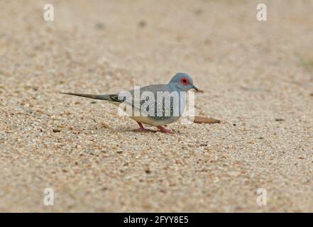 Diamond Dove (Geopelia cuneata) unreifer Rüde, der sich auf dem Boden im Südosten von Queensland, Australien, zu einem erwachsenen Gefieder ausformt Januar Stockfoto