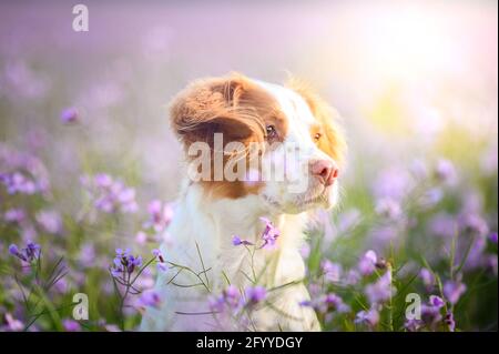 Netter Welpe von Brittany Spaniel sitzt zwischen sanften blühenden Wildblumen An sonnigen Tagen Stockfoto