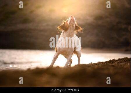 Brittany Spaniel Rasse von Pistole Hund steht an der Küste von Teich in Sonnenschein Stockfoto