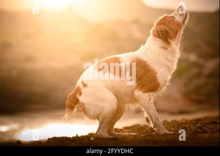 Seitenansicht der Brittany Spaniel Rasse von Gewehrhund stehend An der Küste des Teiches in der Sonne Stockfoto