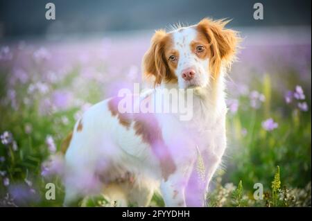 Netter Welpe von Brittany Spaniel sitzt zwischen sanften blühenden Wildblumen An sonnigen Tagen Stockfoto