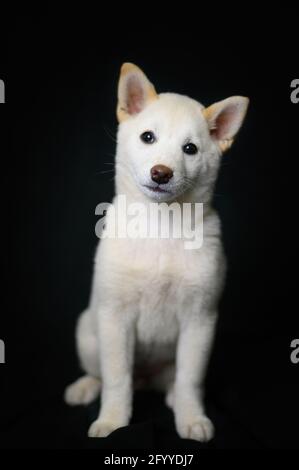Niedlicher Welpe aus weißem Shiba Inu Hund auf schwarz sitzend Tuch im Studio und Blick auf die Kamera Stockfoto