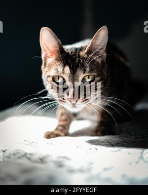 Niedliche junge amerikanische Kurzhaar tabby stehen auf gemütlichen Bär und Blick auf die Kamera zu Hause Stockfoto