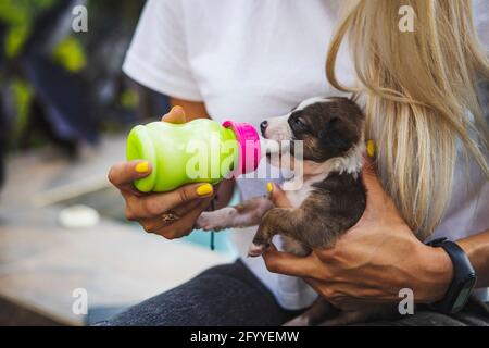 Cropped unkenntlich Weibchen Fütterung niedlichen Border Collie Welpen mit Milch Von der Flasche gegen den Swimmingpool bei Tageslicht Stockfoto