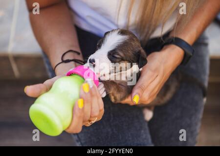 Cropped unkenntlich Weibchen Fütterung niedlichen Border Collie Welpen mit Milch Von der Flasche gegen den Swimmingpool bei Tageslicht Stockfoto
