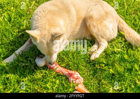 Ein großer weißer Hund, der einen rohen Kuhknochen frisst Das grüne Gras im Garten aus der Nähe aufgenommen Stockfoto