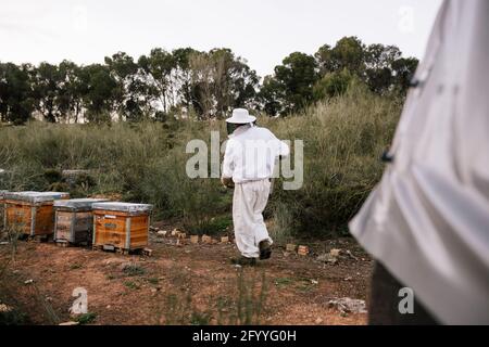 Professioneller Imker mit unkenntlichen Wabenkasten in Schutzkleidung Arbeiten im Bienenhaus am Sommertag Stockfoto