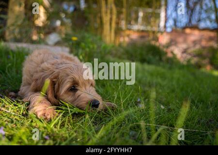 golden Retriever Welpen im Gras Stockfoto