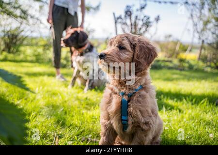 Seitenportrait von Goldendoodle Welpe Stockfoto