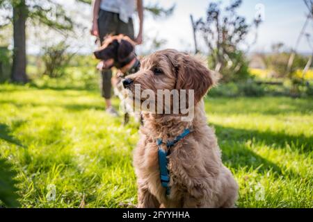 Seitenportrait eines Goldendoodle-Welpen im Garten Stockfoto