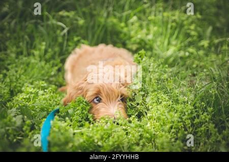 golden Doodle Welpe ruht im Gras Stockfoto