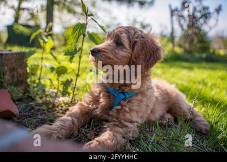 golden Doodle Welpe liegt auf dem Boden Stockfoto