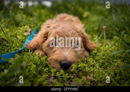 Flauschiger Welpe, der das Gras ruht Stockfoto