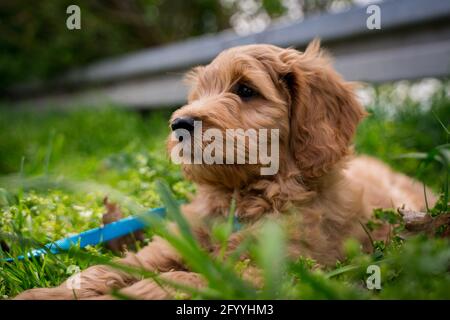 Flauschiger Welpe im Gras Stockfoto