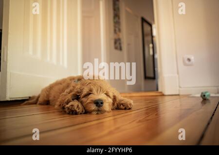 golden Retriever Welpe schläft auf dem Boden Stockfoto