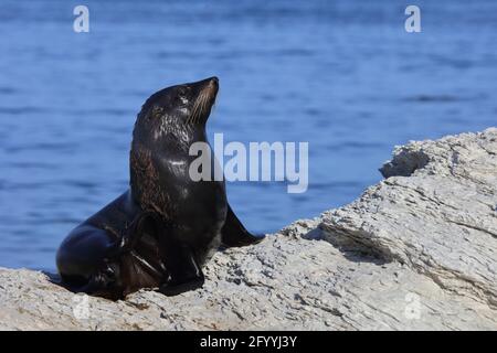 Neuseeländischer Seebär / Neuseeländischer Seehund / Arctocephalus forsteri Stockfoto