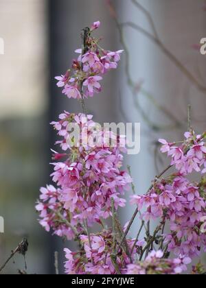 Eine Nahaufnahme eines weinenden Kirschzweiges mit blassrosa Blüht Stockfoto
