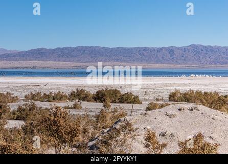 USA, CA, Salton Sea - 28. Dezember 2012: Salziger Sand NW-Küste mit Vogelkolonien auf dem blauen Wasser unter hellem blauen Himmel und Bergen auf dem Hor Stockfoto