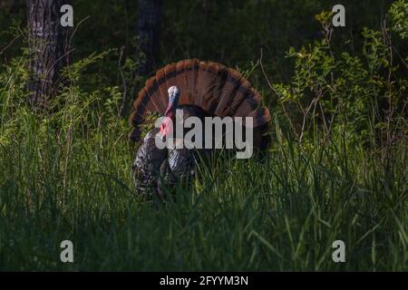 Tom turkey stolziert am frühen Abend im Norden von Wisconsin. Stockfoto