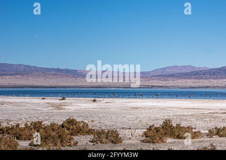 USA, CA, Salton Sea - 28. Dezember 2012: Vogelschwärme sammeln sich im dunkelblauen Wasser auf weißem salzigen Sand der nordwestlichen Küste unter blauem Himmel mit Mountai Stockfoto