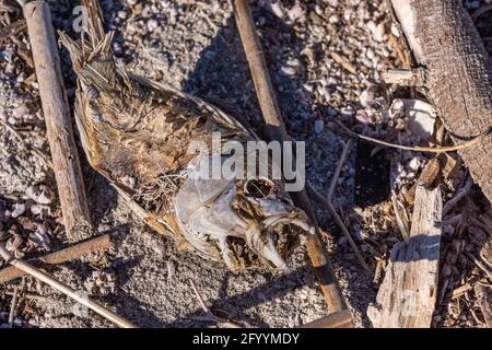USA, CA, Salton Sea - 28. Dezember 2012: Nahaufnahme von braun-grau getrocknetem Skelett von Fischen, teilweise von Insekten und Sonne in der Mitte von Treibholzstücken verzehrt o Stockfoto