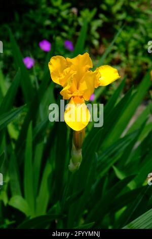 Wunderschöne gelbe Iris (Iris pseudacorus) in den Ornamental Gardens in Ottawa, Ontario, Kanada. Stockfoto