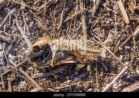 USA, CA, Salton Sea - 28. Dezember 2012: Nahaufnahme von Überresten und Skelett von braun-grau getrockneten Skelett von Fischen, teilweise von Insekten und Sonne mit dr Stockfoto