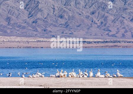 USA, CA, Salton Sea - 28. Dezember 2012: Kolonie von weißen Pelikanen, die sich an der nordwestlichen Küste vor blauem Wasser und grauen Bergflanken im Rücken befinden. Stockfoto