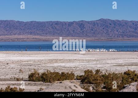 USA, CA, Salton Sea - 28. Dezember 2012: Schwärme von Vögeln und weißen Pelikanen sammeln sich in dunkelblauem Wasser auf weißem salzigen Sand der nordwestlichen Küste unter blauen en Stockfoto