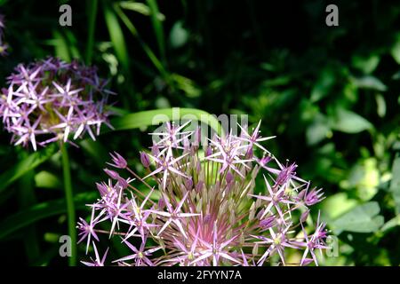 Schöner blassvioletter Blütenkopf eines Alliums (Allium cristophii?) Kommen Sie in einen Glebe-Garten in Ottawa, Ontario, Kanada, um zu blühen. Stockfoto