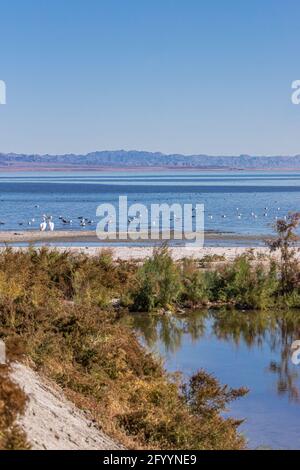 USA, CA, Salton Sea - 28. Dezember 2012: Porträt einer Landschaft an der nordwestlichen Küste mit einem Bach und grünem und braunem Strauch, blauem Wasser, weißen Pelikanen und anderen Wassertieren Stockfoto