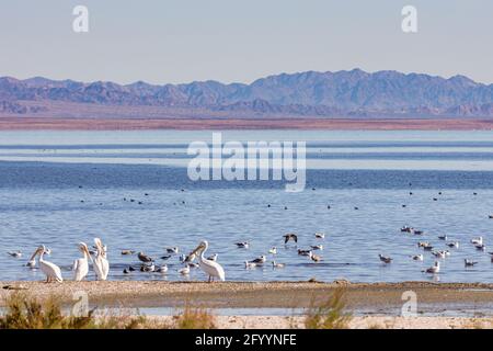 USA, CA, Salton Sea - 28. Dezember 2012: Nahaufnahme von weißen Pelikanen und anderen Vögeln, die sich an der nordwestlichen Küste mit hellem Laubwasser versammeln, Berge auf dem Horiz Stockfoto
