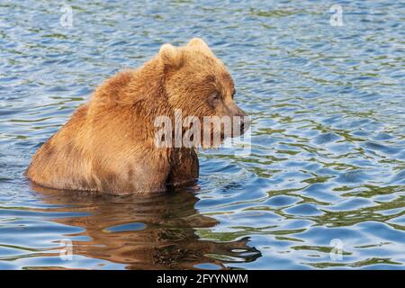 Schrecklicher Kamtschatka Braunbär, der im Wasser steht und sich auf der Suche nach rotem Lachsfisch umsieht. Wildtierfischen beim Laichen in natürlichem Lebensraum. Stockfoto