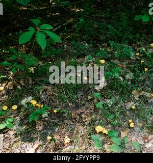 Hellgelbe Pfifferlinge wachsen in großen Mengen Stockfoto