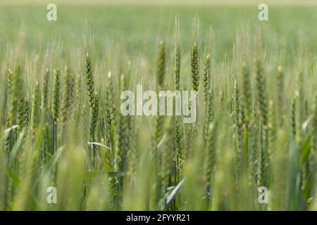 Grünes Weizenfeld im Frühling an einem sonnigen Tag. Stockfoto