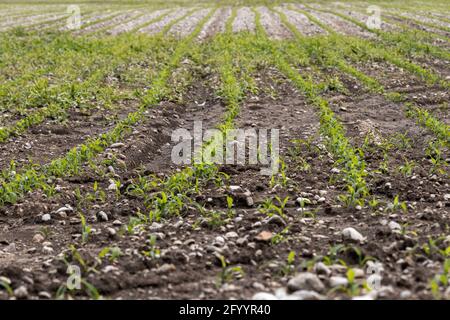 Jungkornfeld im Frühjahr. Geringe Schärfentiefe Stockfoto