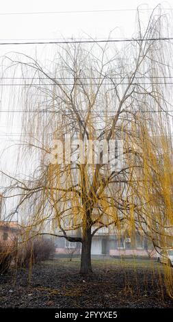 Ein Weidenbaum mit fallenden gelben Blättern Stockfoto