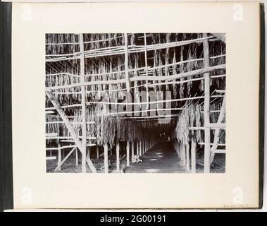 Tabak in der Trockenscheune, Medan Estate, Sumatra (Taback in der Trockenscheune Medan Estate). Tabakblätter hängen in einem Trocknungsschuppen auf der Plantage des Medan Estate auf Sumatra. Teil des Sumatra-Fotoalbums von Paul und Lucie Sandel aus dem Jahr 1900. Stockfoto