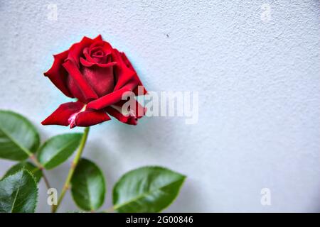 Rote Rose mit Laub auf weißem Hintergrund Stockfoto